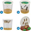 Insect Lore Butterfly Garden Kit with Live Caterpillars – Grow 10 Painted Lady Butterflies - STEM Learning Activity, Habitat with Journal, Stickers, Seeds & Figurines - As Seen on TV