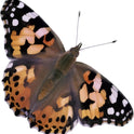 Insect Lore Butterfly Garden Kit with Live Caterpillars – Grow 10 Painted Lady Butterflies - STEM Learning Activity, Habitat with Journal, Stickers, Seeds & Figurines - As Seen on TV