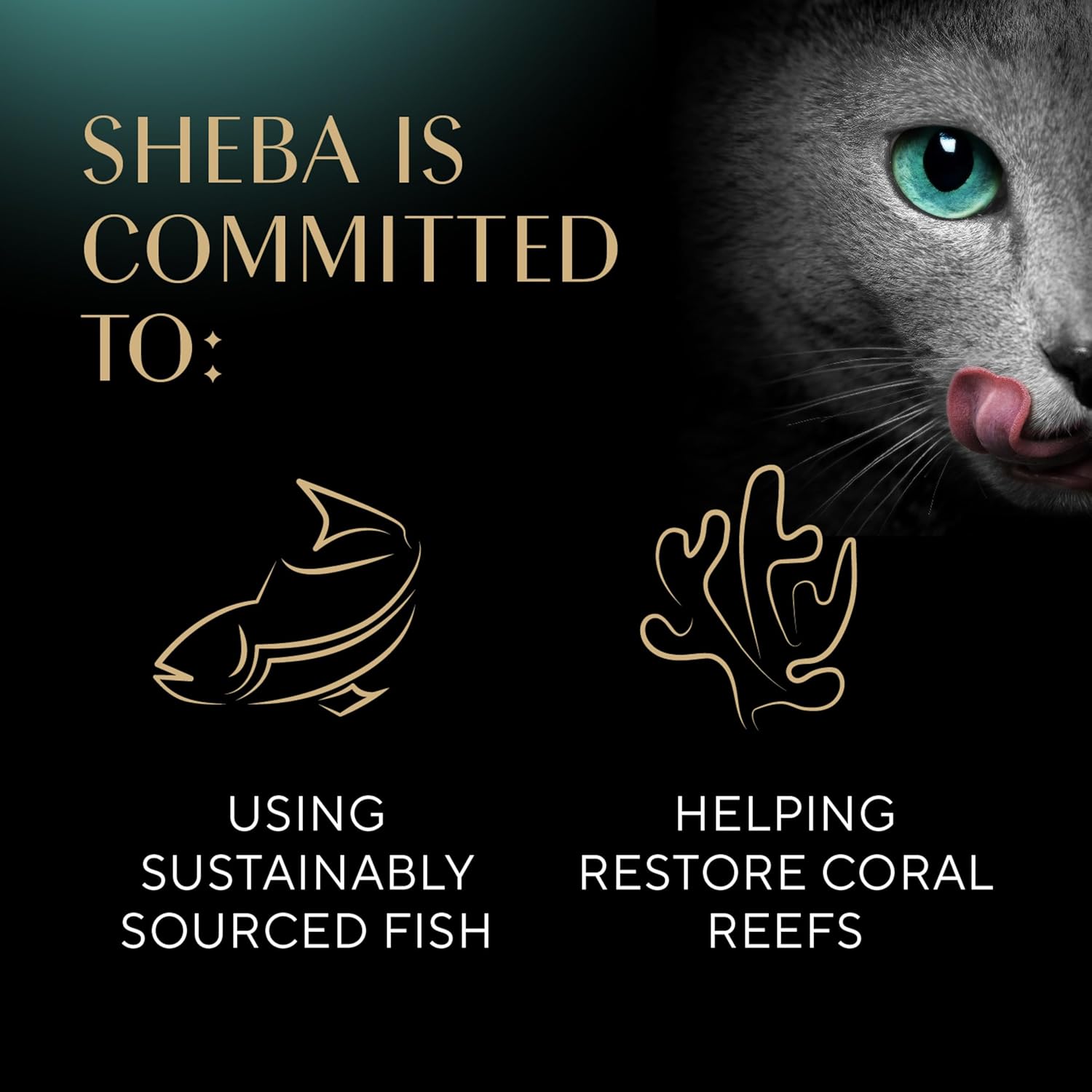 Sheba Perfect Portions Wet Cat Food Pate with Sustainable Salmon, Signature Seafood Entree, and Tender White Fish and Tuna Entree Variety Pack, 2.6 oz. Twin Pack Trays (24 Count, 48 Servings)