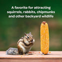 Kaytee Corn on the Cob for Squirrels & Wildlife – 6.5 lb Bag