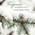 Thymes Frasier Fir Pine Needle Candle – Holiday Candles for Home Scented with Notes of Crisp Siberian Fir, Cedarwood & Sandalwood – Decor – Gifts for Women & Men (6.5 oz)