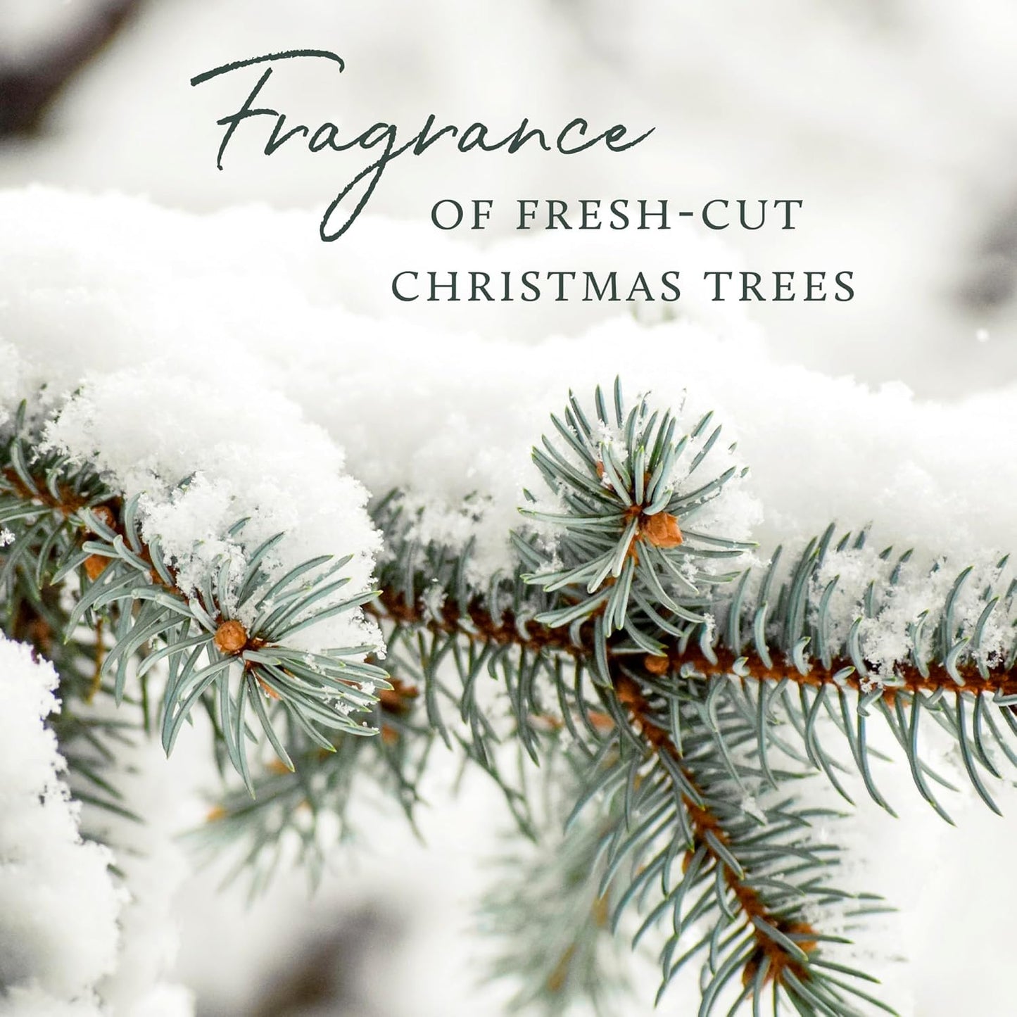 Thymes Frasier Fir Pine Needle Candle – Holiday Candles for Home Scented with Notes of Crisp Siberian Fir, Cedarwood & Sandalwood – Decor – Gifts for Women & Men (6.5 oz)
